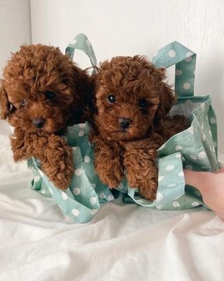 BARBONCINO CUCCIOLI TAGLIA TOY - barboncini