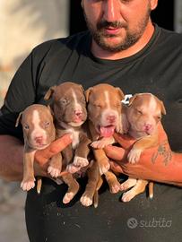 American pitbull terrier