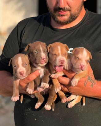 American pitbull terrier