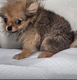Cucciolo pomerania femmjna