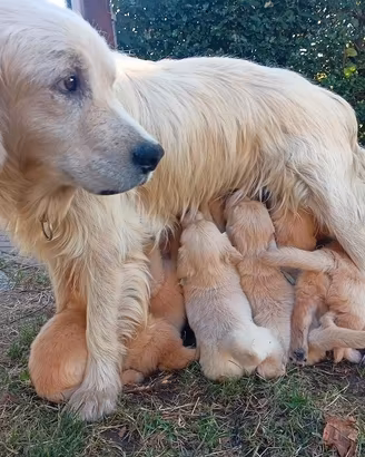 Cuccioli di Golden Retriever