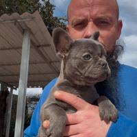 Cuccioli di bulldog francese blu