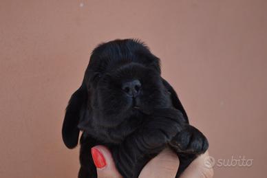 Cocker spaniel nero