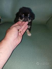 chiwawa Toy pelo lungo 