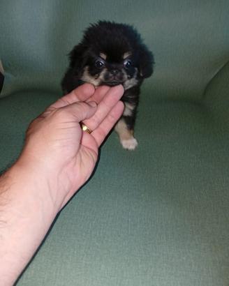 chiwawa Toy pelo lungo 