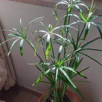 Pianta di Papiro in vaso medio 