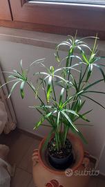Pianta di Papiro in vaso medio 