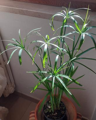 Pianta di Papiro in vaso medio 