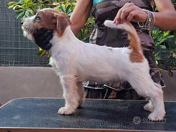Jack russell terrier cuccioli