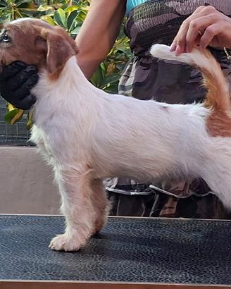 Jack russell terrier cuccioli