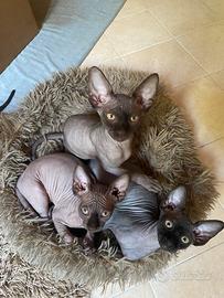 Sphynx canadese