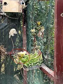 Maschio canarino timbrado spagnolo