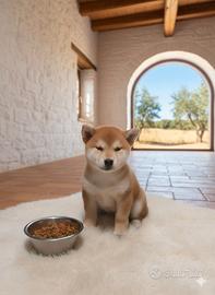 Shiba inu allevamento