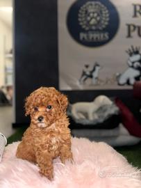 Cucciolata barboncini Toy e nano femmine /maschi