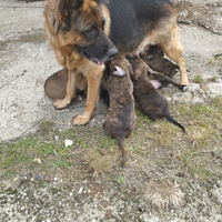 Cuccioli meticci