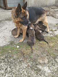 Cuccioli meticci