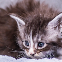 Cuccioli di Maine Coon