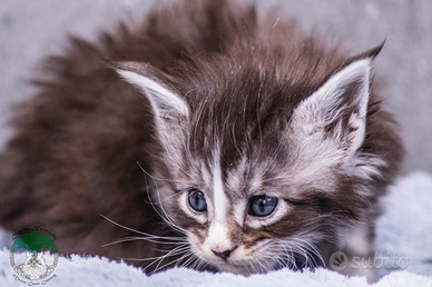 Cuccioli di Maine Coon