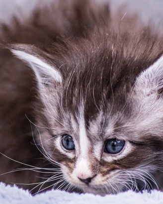 Cuccioli di Maine Coon