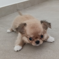 Femmina chihuahua pelo lungo