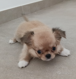 Femmina chihuahua pelo lungo