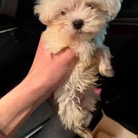 Maltese Mini-Toy Coreano (maschietto)