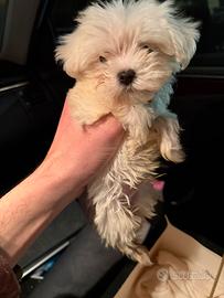 Maltese Mini-Toy Coreano (maschietto)