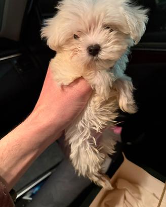 Maltese Mini-Toy Coreano (maschietto)
