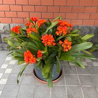 Pianta sempreverde “Clivia miniata” grande