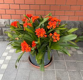 Pianta sempreverde “Clivia miniata” grande