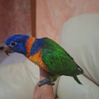Pappagallo lori rubitorquis allevato a mano