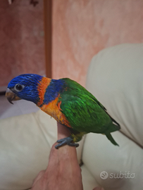 Pappagallo lori rubitorquis allevato a mano
