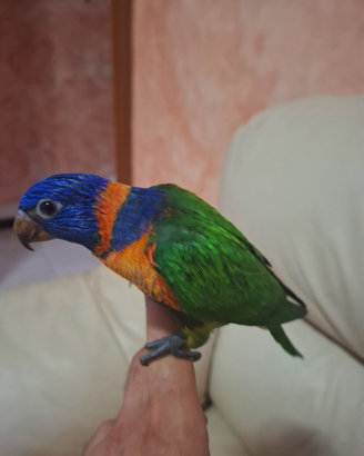 Pappagallo lori rubitorquis allevato a mano