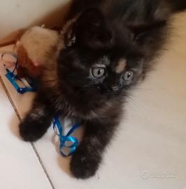 Gatti Persiani exotic shorthair