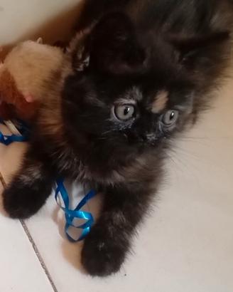 Gatti Persiani exotic shorthair