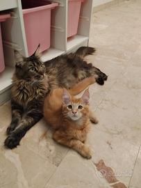 Neal - maine coon maschio - rosso tabby
