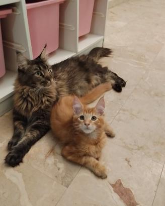 Neal - maine coon maschio - rosso tabby