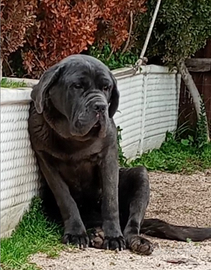 Mastino napoletano