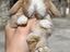 Immagine 3