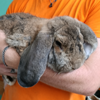 Conigli Arieti Giganti