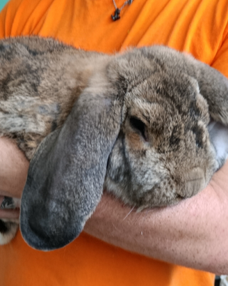 Conigli Arieti Giganti