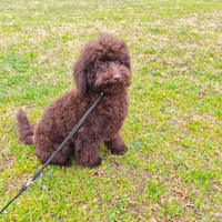 Barboncino maschio marrone con pedigree Enci