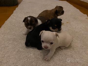 Cuccioli di Chihuahua