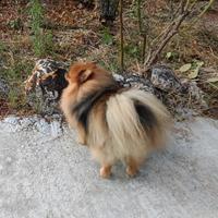 Spitz Pomerania per monta