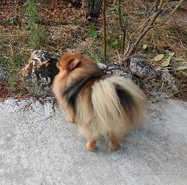 Spitz Pomerania per monta