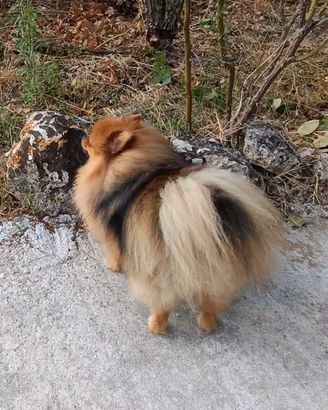 Spitz Pomerania per monta