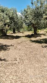 Uliveto agricolo