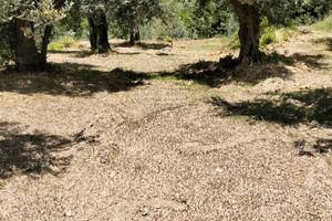 Uliveto agricolo
