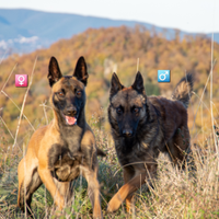 Cucciolata pastore belga malinois