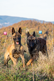 Cucciolata pastore belga malinois